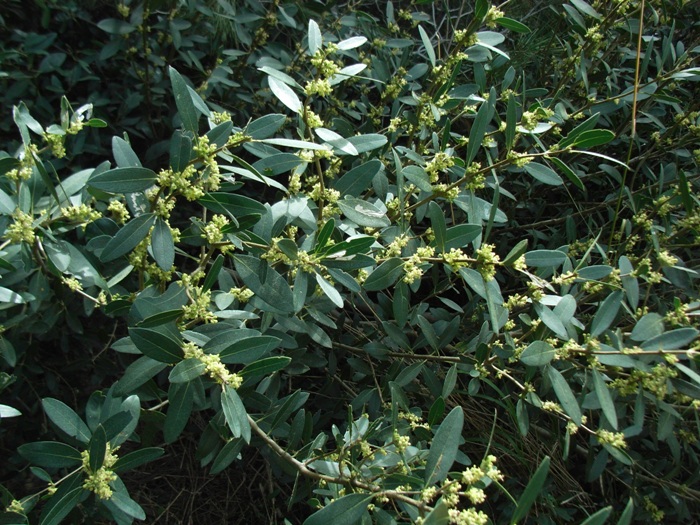 Phillyrea angustifolia